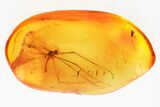 Fossil Crane Fly (Limoniidae) In Baltic Amber #357829-1